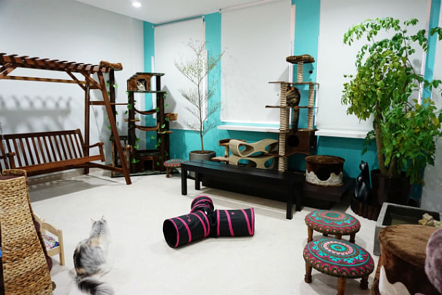 New cat museum to open in Singapore